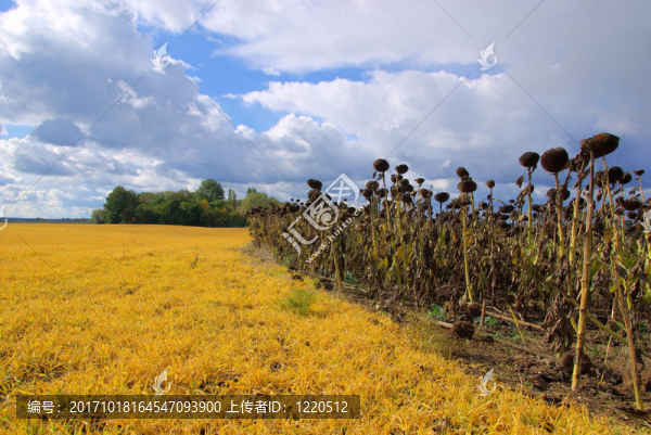 向日葵田間干旱