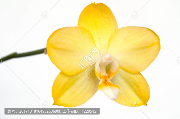 蘭花的黃色花（蝴蝶蘭）