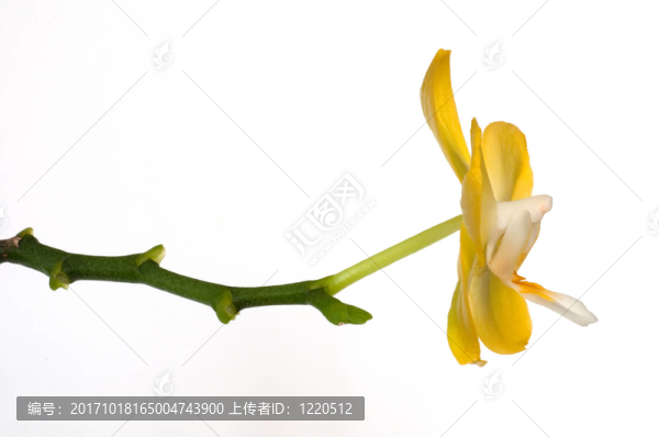 黃bhende蘭花（蝴蝶蘭）