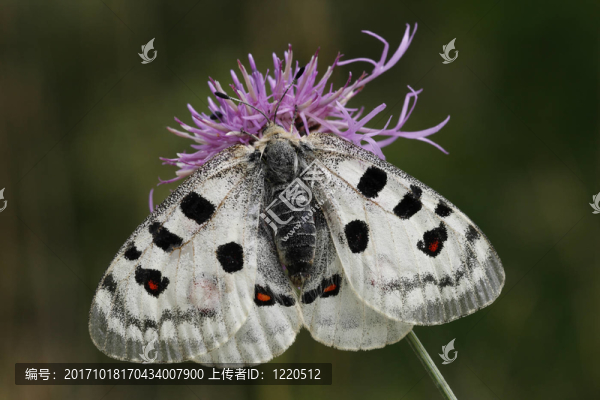 apollofalter