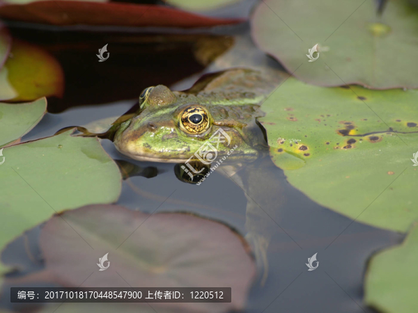 teichfrosch,3
