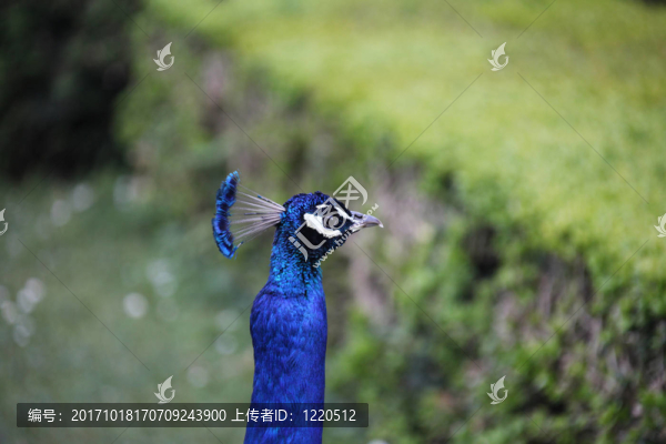 寵物