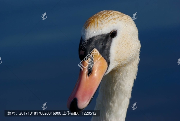 鳥