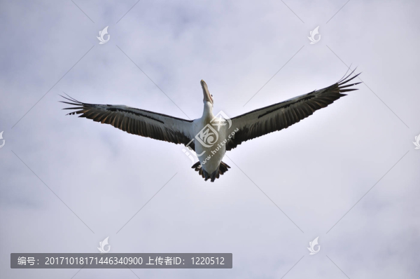 鳥(niǎo)