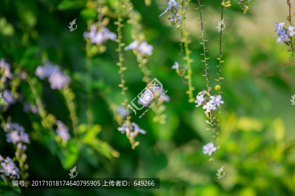 假連翹