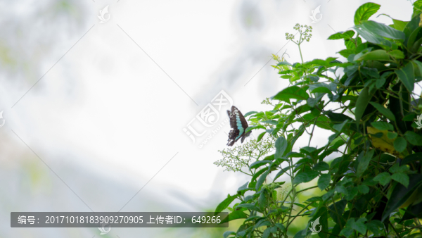 木蘭青鳳蝶