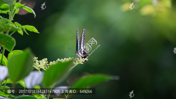 木蘭青鳳蝶