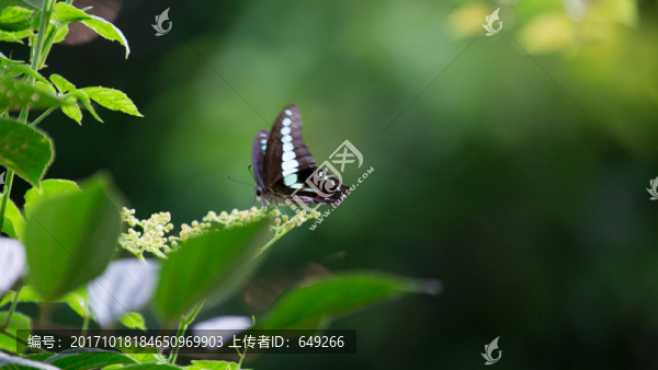 木蘭青鳳蝶