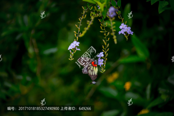 報(bào)喜斑粉蝶