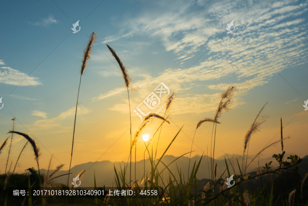 狗尾巴草