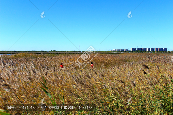 蘆葦荒野