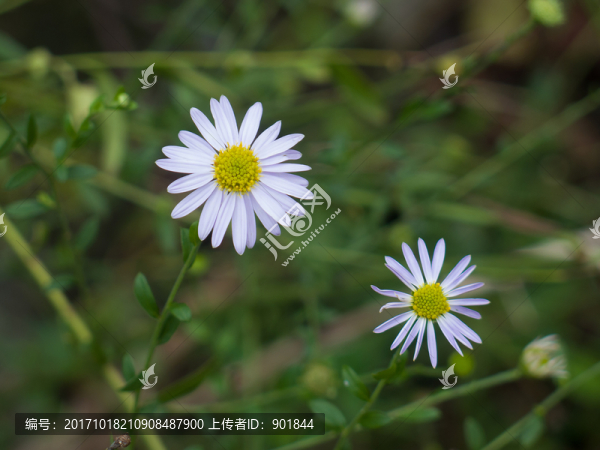 狗娃花