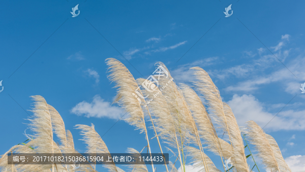 蘆葦
