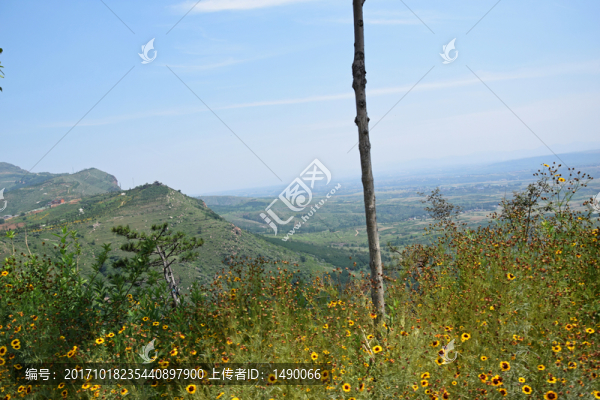山頂?shù)幕▍埠瓦h(yuǎn)山