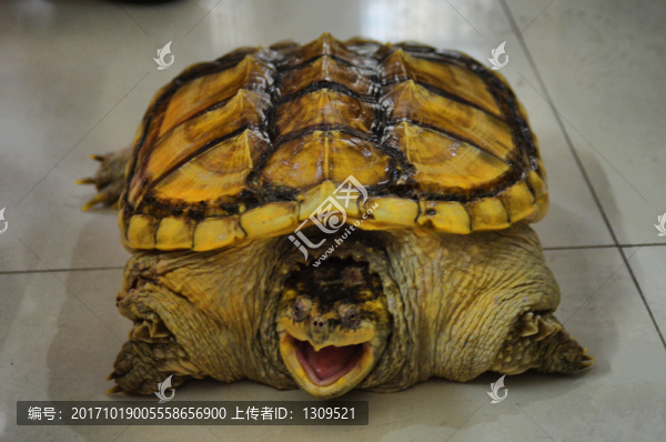 擬鱷龜