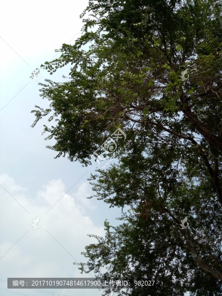 藍天,樹葉