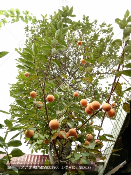 成熟柿子,柿子樹