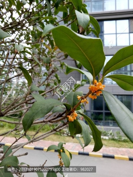 桂花樹