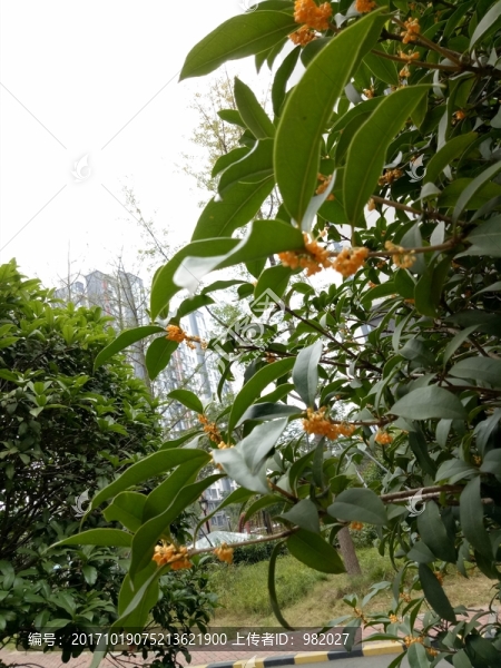 I桂花