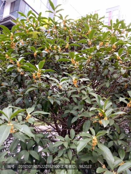 桂花樹
