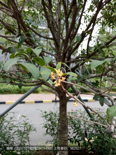 桂花樹