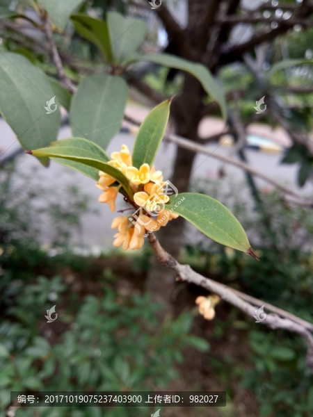 桂花樹(shù)