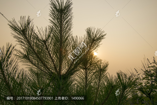 松樹枝條上的松針