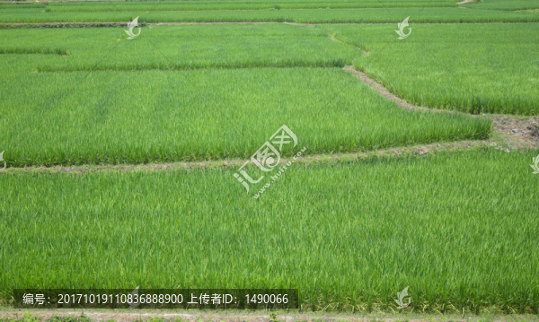 綠油油的稻田風景圖