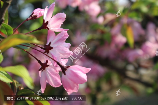 桃花特寫