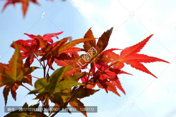 紅楓,藝術(shù),紅楓葉,五角楓