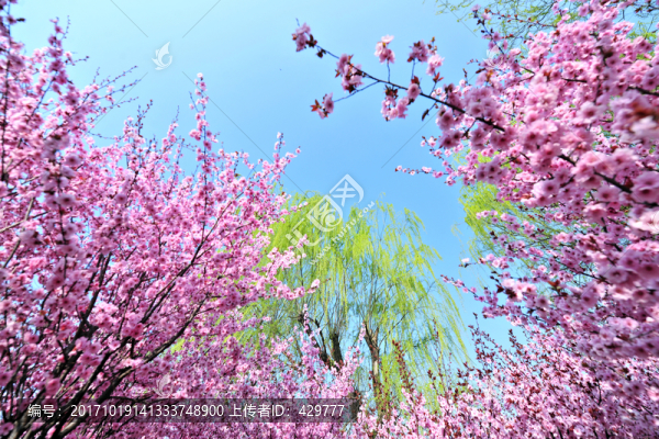 花紅柳綠,春景
