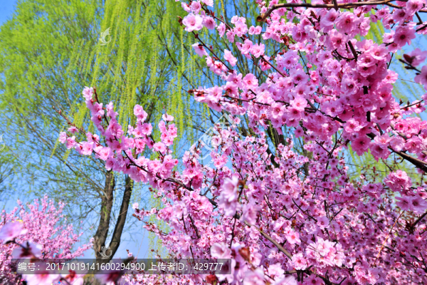 櫻花,櫻花園
