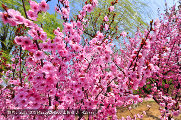 美人櫻,櫻花園
