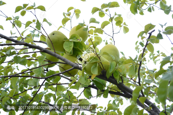 梨樹(shù),梨