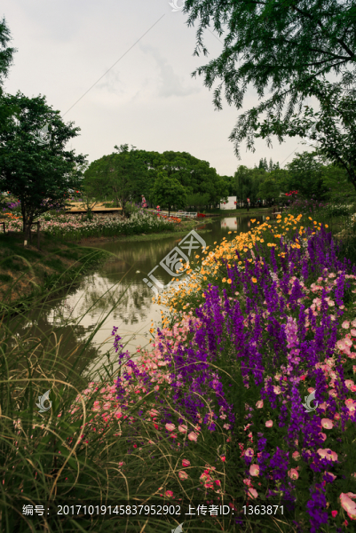 河岸金魚草風(fēng)景