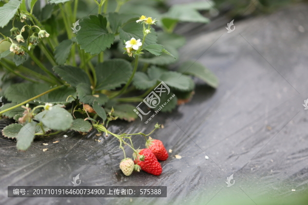草莓