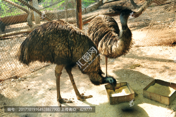 鴯鹋,動物園
