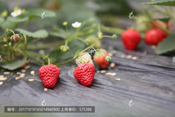 草莓