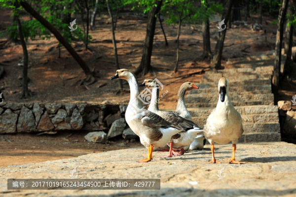 家鵝,,農(nóng)家樂養(yǎng)鵝