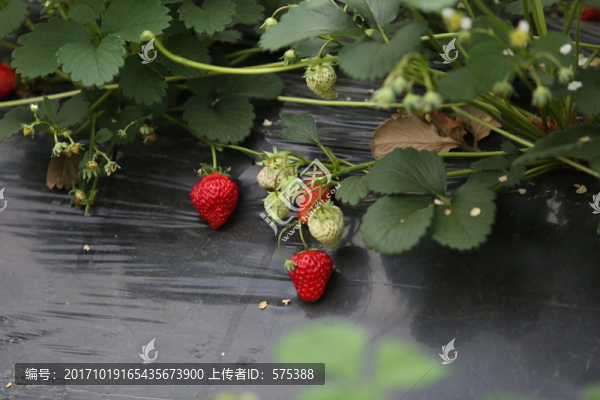 草莓