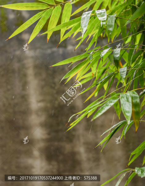 竹葉