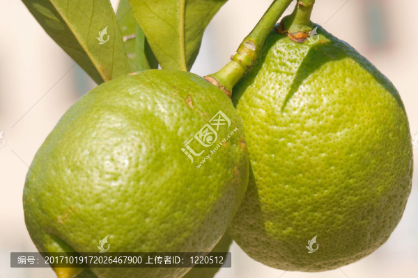 2顆未成熟的檸檬-,2顆生的檸檬