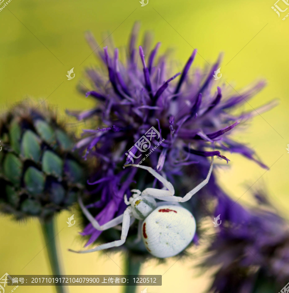 致命的[,Misumena,vatia,]