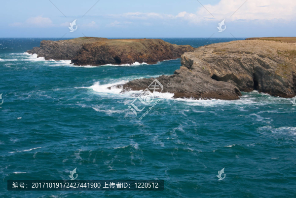 野生的