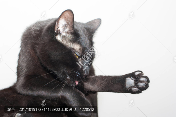 施瓦澤之后的打扮