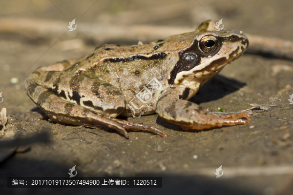 青蛙