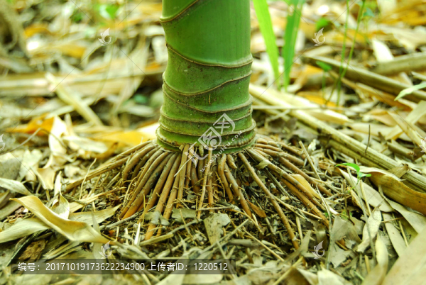 bambusrhizom