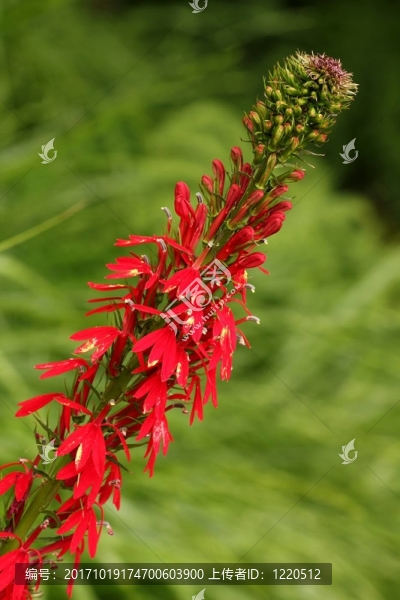花卉