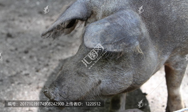 wollschwein呵呵