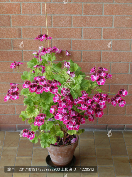 花卉